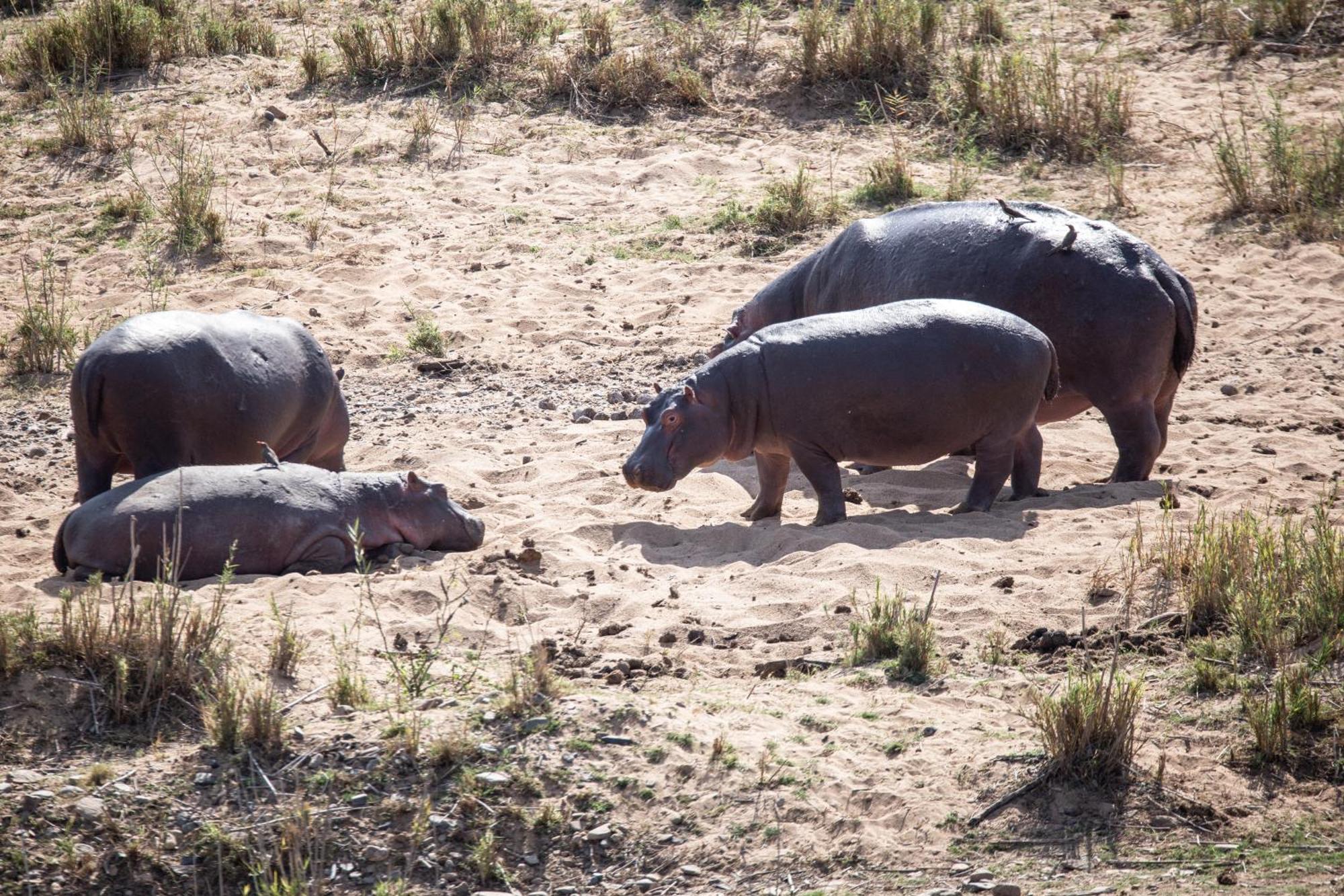 Mdluli Safari Lodge Hazyview Eksteriør billede