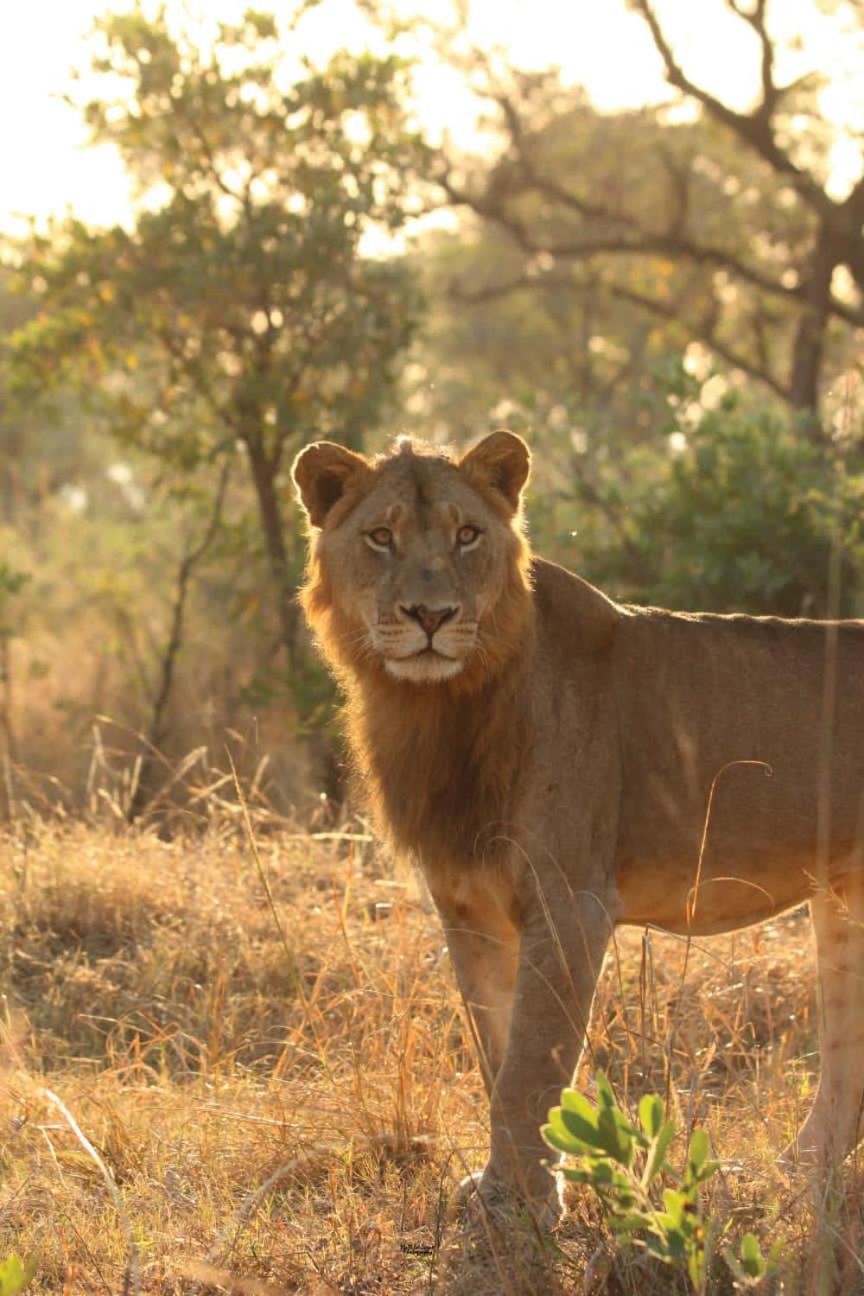 Mdluli Safari Lodge Hazyview Eksteriør billede