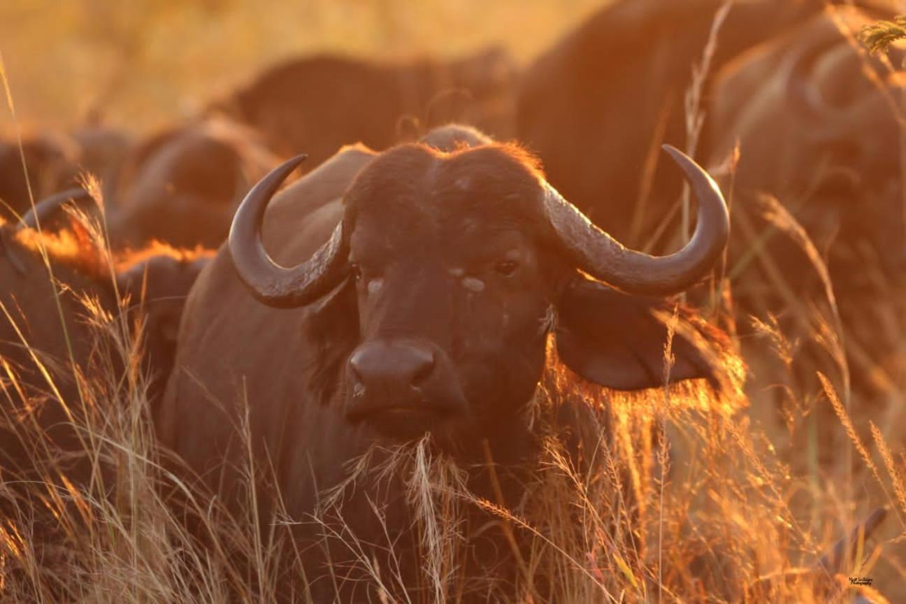 Mdluli Safari Lodge Hazyview Eksteriør billede